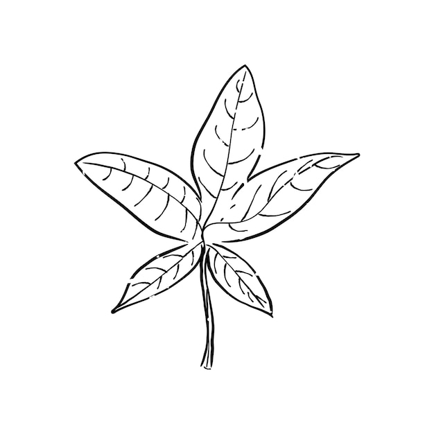 Illustration of plant