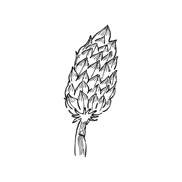 Illustration of plant