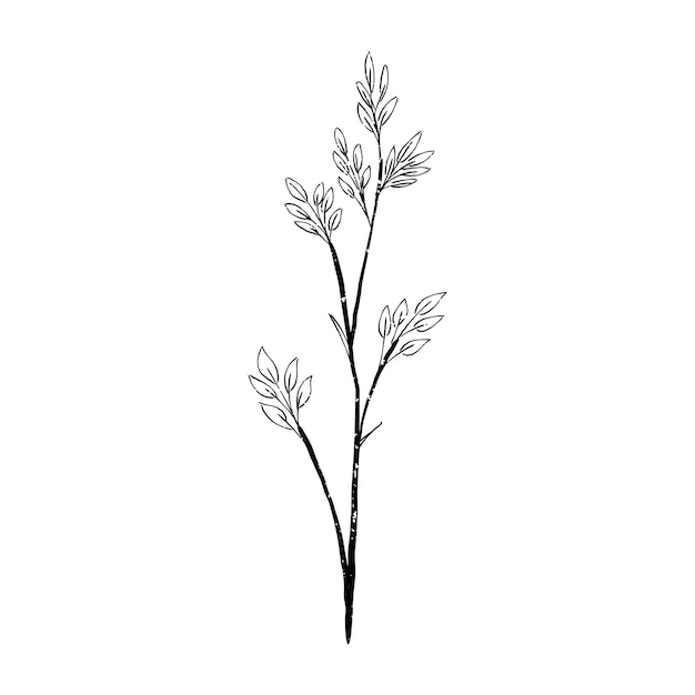 Illustration of plant