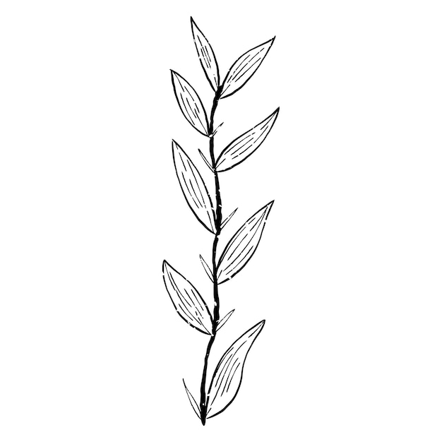 Illustration of plant