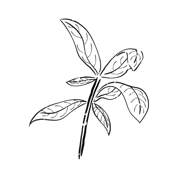 Illustration of plant