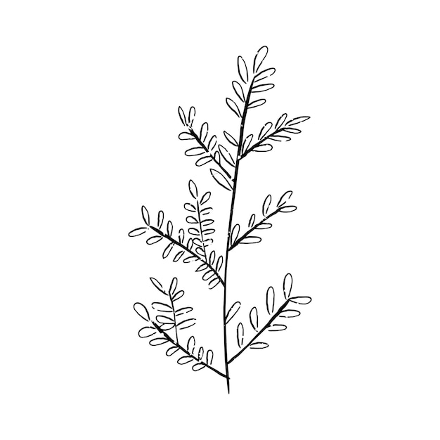 Illustration of plant