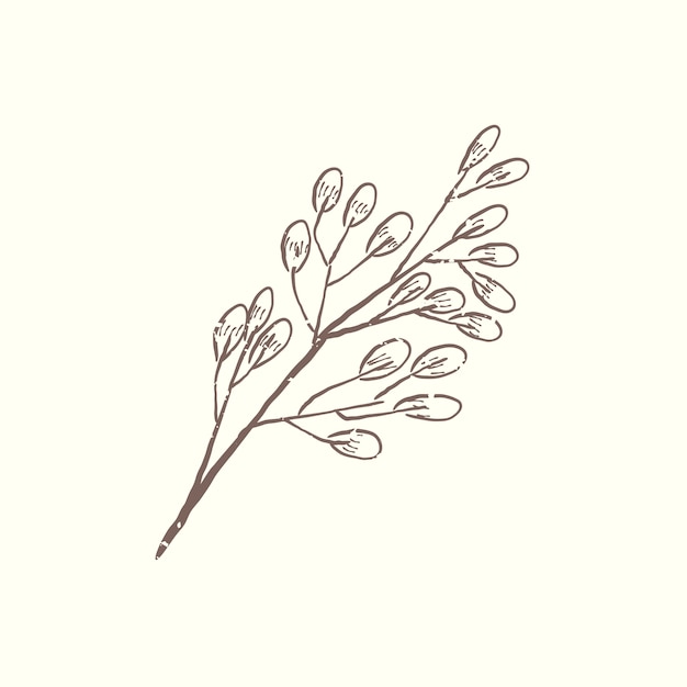 Illustration of plant