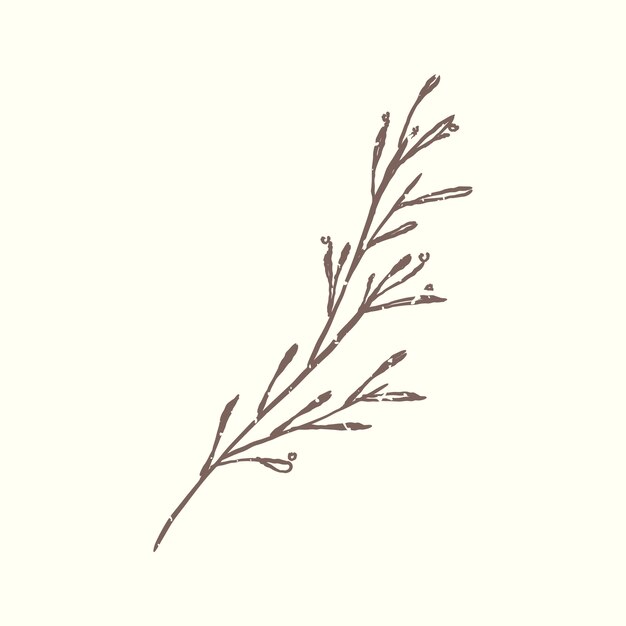 Illustration of plant