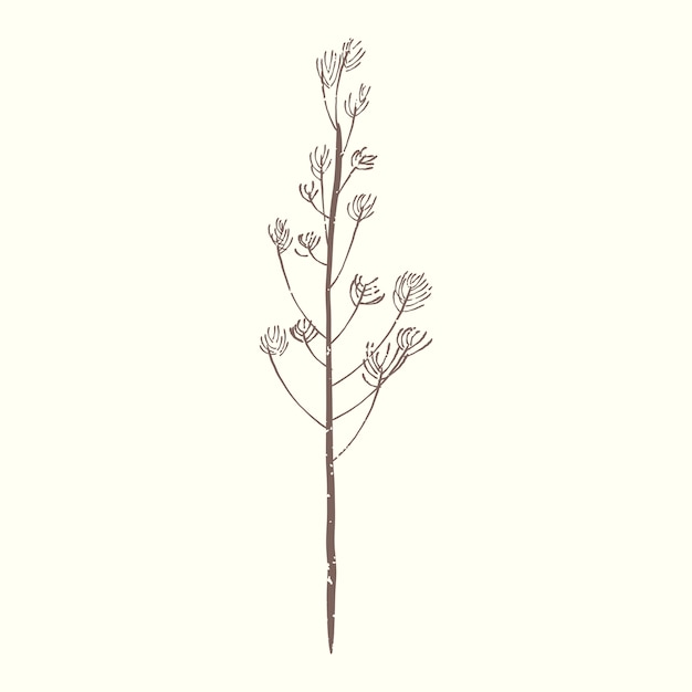 Illustration of plant