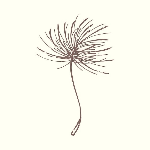 Illustration of plant