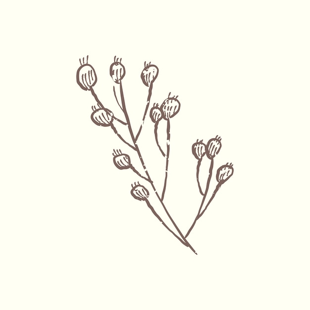 Illustration of plant