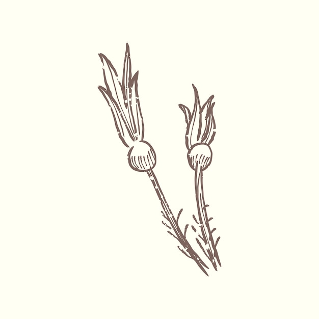 Illustration of plant