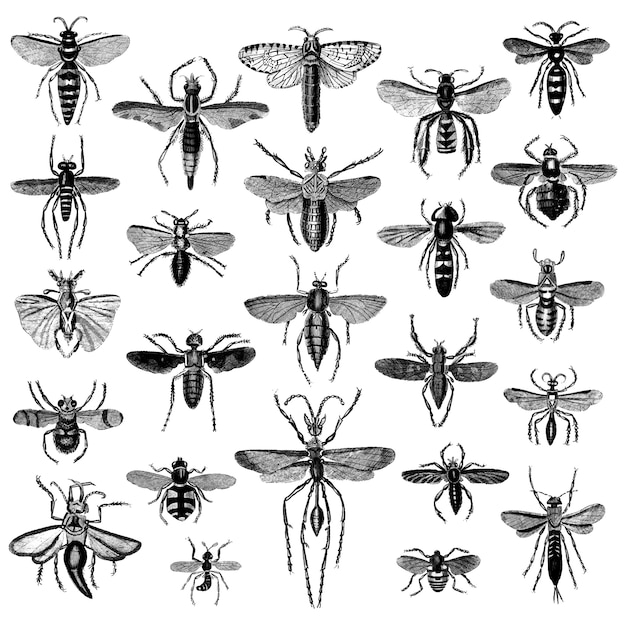 Free vector illustration set of various insects