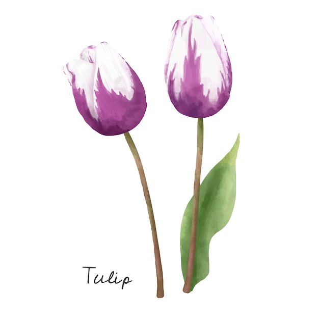 Free Vector illustration of tulip flower isolated on white background.