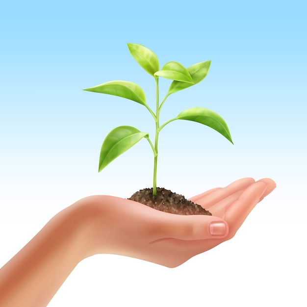 Free Vector illustration of young fresh plant in human hand