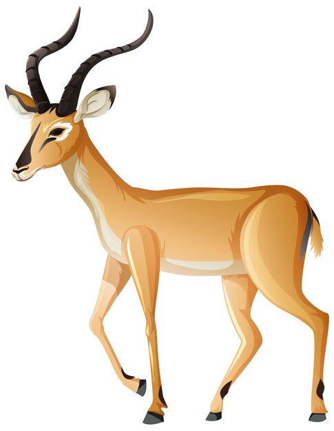 Impala animal on white background