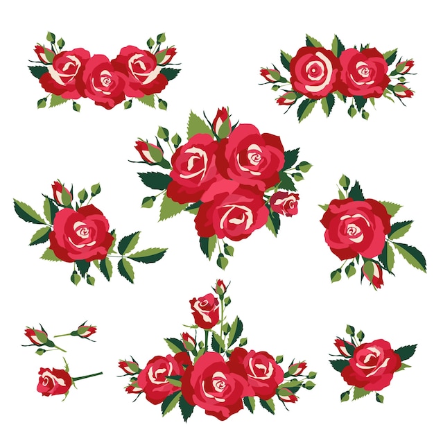 inflorescence or bouquets of roses  vector illustration