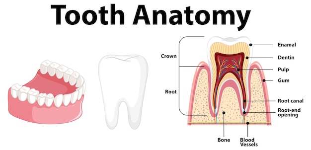 Infographic of human in dental science tooth anatomy