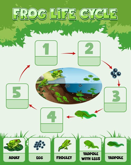 infographic showing life cycle of Frog