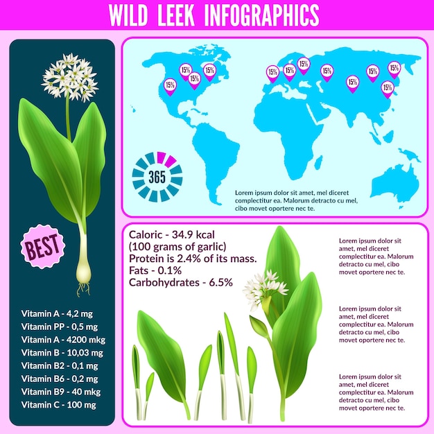 Free Vector infographic spring onion ramson wild leek wood leek and wild garlic