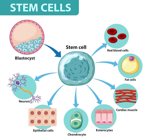 Free Vector information poster on human cells