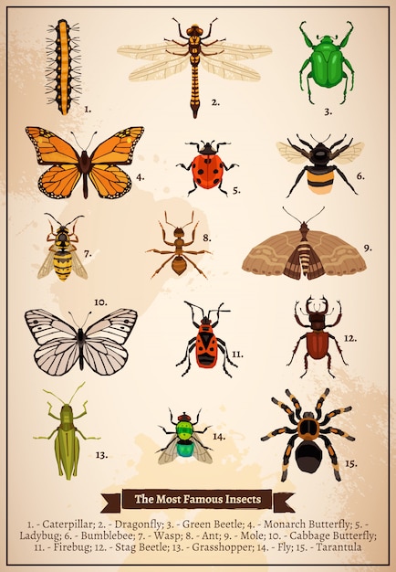 Free Vector insects vintage book page