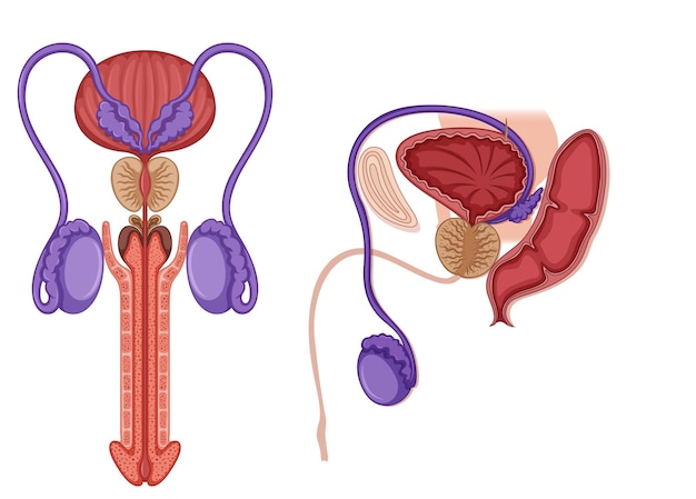 Free vector inside the male reproductive system