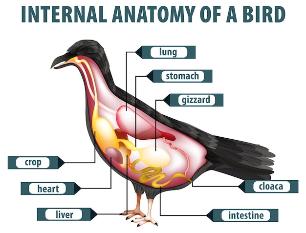 Free Vector internal anatomy of a bird