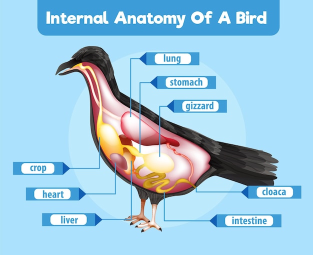 Free vector internal anatomy of a bird