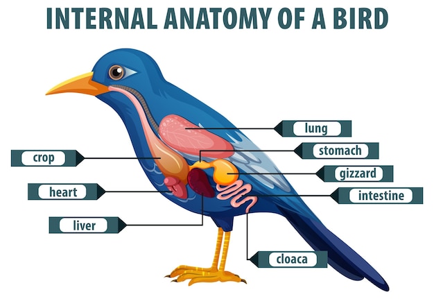 Free Vector internal anatomy of a bird