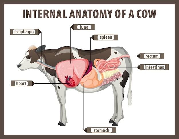 Free Vector internal anatomy of a cow