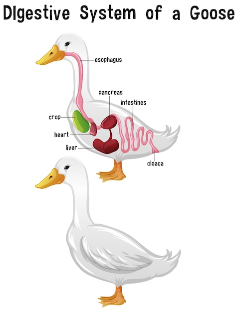 Internal Anatomy of a Goose with label