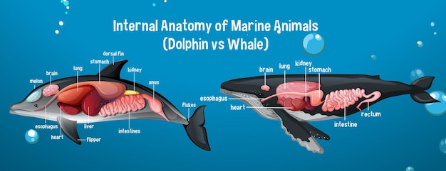 Free Vector internal anatomy of marine animals (dolphin vs whale)