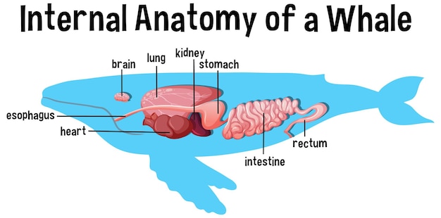 Internal Anatomy of a Whale with label