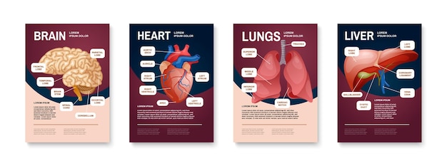 Internal human organs poster set with brain heart lungs and liver descriptions vector illustration