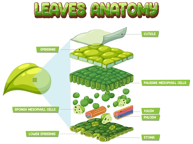 Free Vector internal structure of leaf diagram