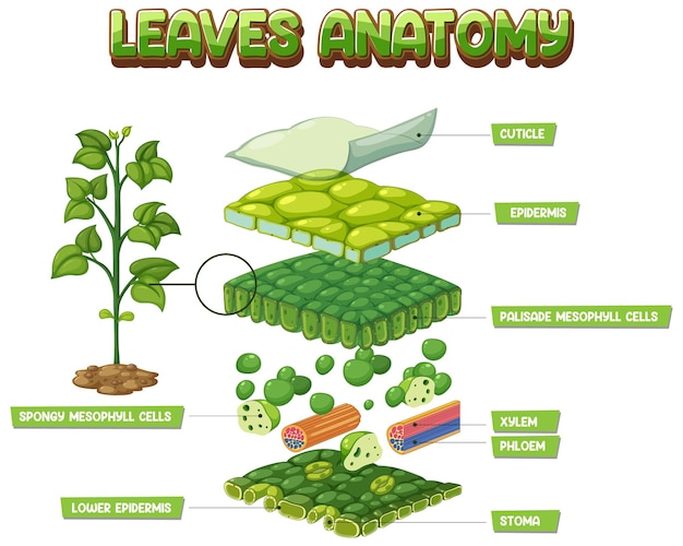 Free Vector internal structure of leaf diagram