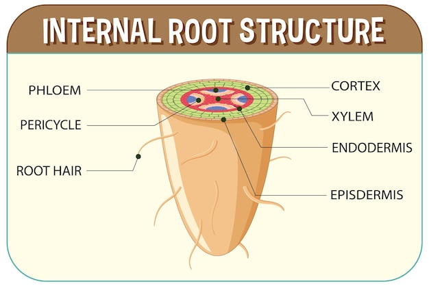 Free Vector internal structure of root diagram