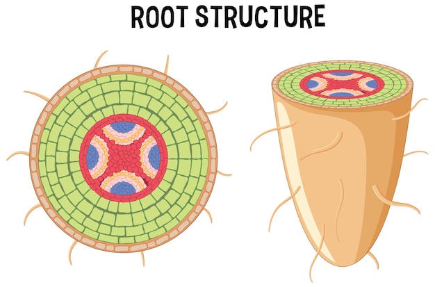 Free Vector internal structure of root diagram