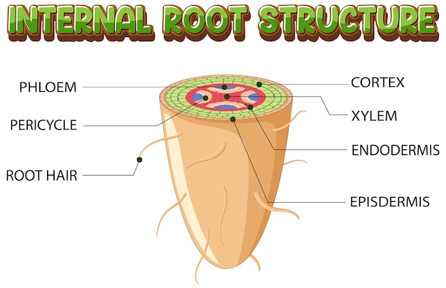 Free vector internal structure of root diagram