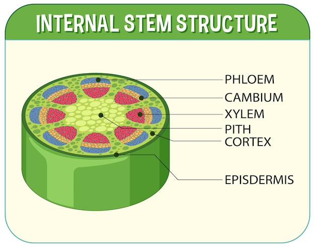 Free Vector internal structure of stem diagram