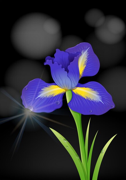 Iris flower on black background