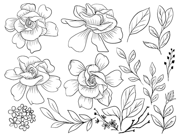 Free Vector isolated gardenia flower line art with leaves element