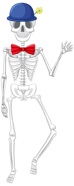 Isolated human skeleton anatomy