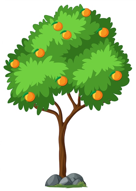 Isolated orange tree on white background