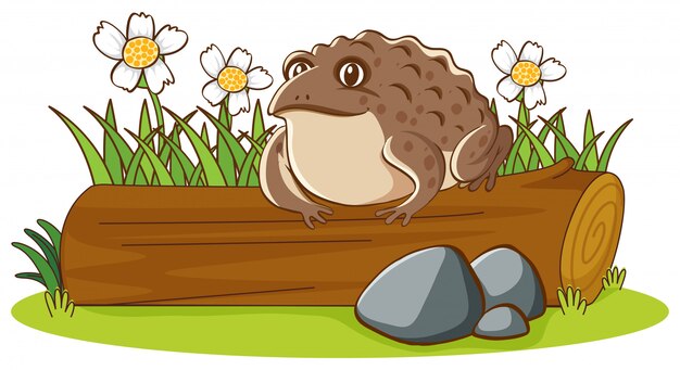 Isolated picture of big toad on log