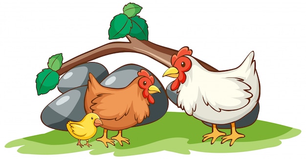 Free Vector isolated picture of chickens in the garden