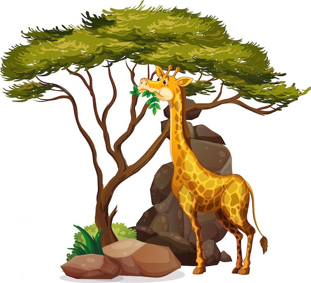 Free Vector isolated picture of giraffe eating leaves