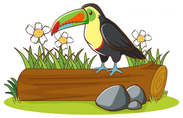 Isolated picture of toucan on the log