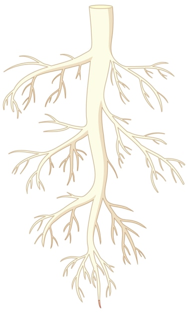 Free vector isolated root of plant in vector cartoon style