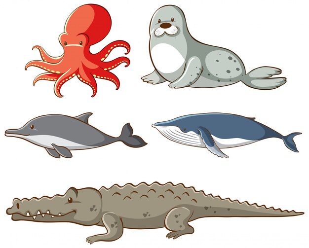 Isolated sea animals