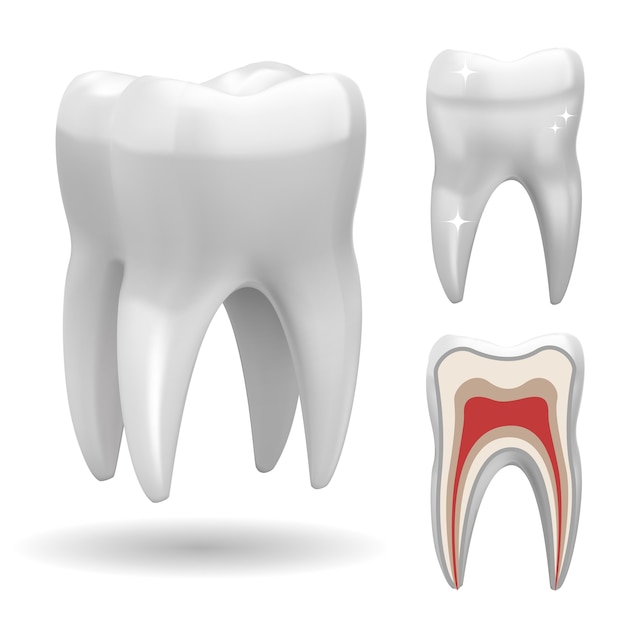 Isolated three-dimensional tooth, with front and cut version