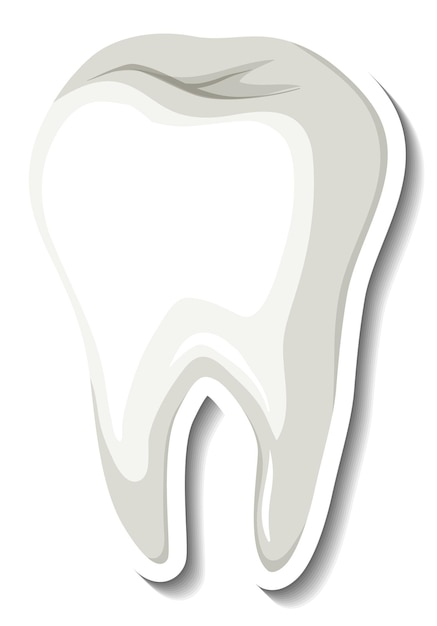 Isolated white tooth on white background