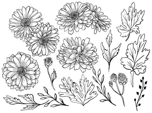 Free Vector isolated zinnia flower line art drawing with leaves element